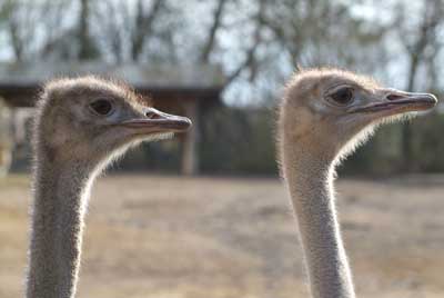 Aachener Zoo Aachener-Zoo-Strauss-004